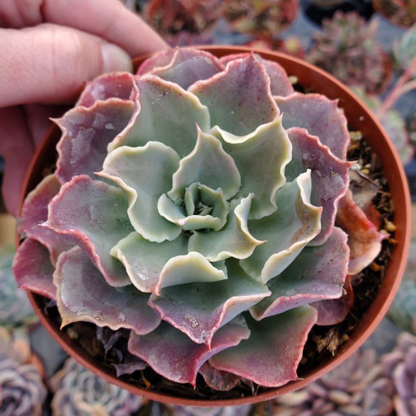 Echeveria 'Belen'
